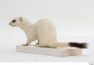 Weasel whole body 0011.jpg